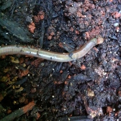 long flat pink worm in poop